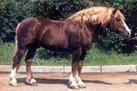 Russian Heavy Draft 1 - horse Breeds | ცხენის ჯიშები| cxenis jishebi